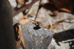 Sceloporus occidentalis