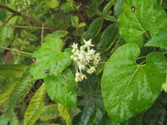 Vincetoxicum auriculatum