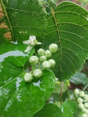 Vincetoxicum auriculatum