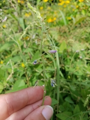 Desmodium illinoense