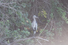 Ardea herodias