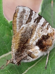 Arawacus ellida