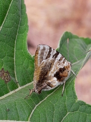 Arawacus ellida