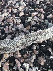 Coluber constrictor oaxaca