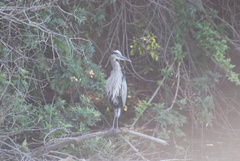 Ardea herodias