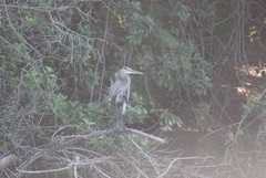 Ardea herodias