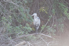 Ardea herodias