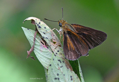 Euphyes dukesi calhouni