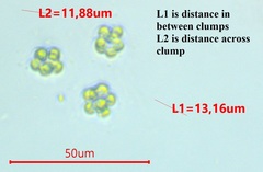 Scenedesmaceae