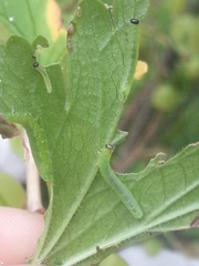 Pristiphora appendiculata