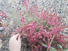 Salsoloideae