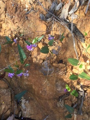 Hardenbergia violacea
