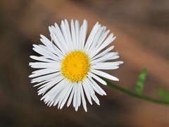Erigeron neomexicanus
