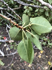 Populus × acuminata