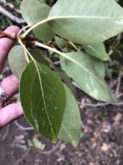 Populus × acuminata