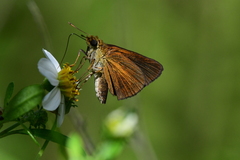 Euphyes dukesi calhouni