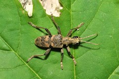 Rhagium mordax