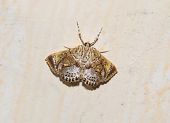 Cosmopterosis jasonhalli