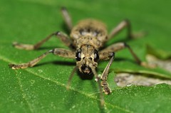 Rhagium mordax
