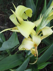 Canna glauca