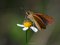 Euphyes dukesi calhouni