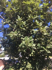 Quercus