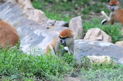 Erythrocebus