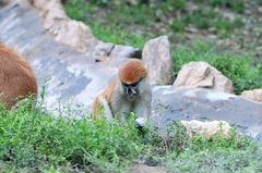 Erythrocebus