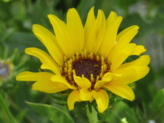 Grindelia pulchella