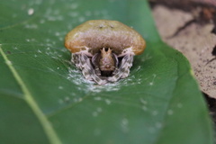 Mastophora phrynosoma