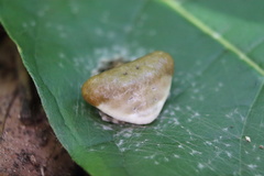 Mastophora phrynosoma