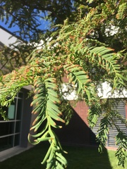 Metasequoia glyptostroboides