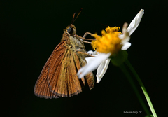 Euphyes dukesi calhouni