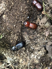 Odontotaenius disjunctus