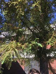 Metasequoia glyptostroboides