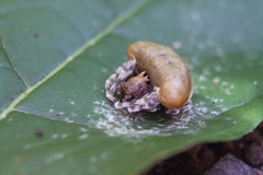 Mastophora phrynosoma