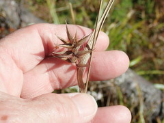 Carex folliculata