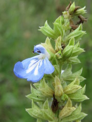Salvia uliginosa
