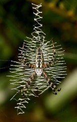 Argiope aurantia image