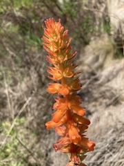Sinningia allagophylla