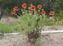 Gaillardia × grandiflora