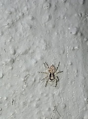 Menemerus bivittatus