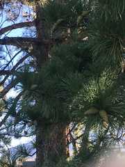 Pinus