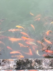 Cyprinus rubrofuscus