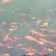 Cyprinus rubrofuscus