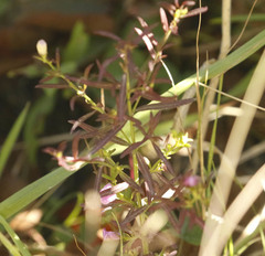 Agalinis neoscotica