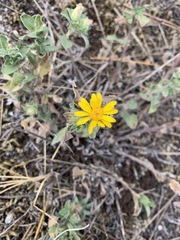 Heterotheca villosa foliosa