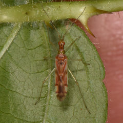 Dicyphus famelicus