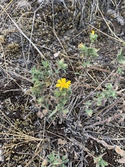 Heterotheca villosa foliosa