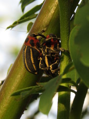 Neodiplogrammus quadrivittatus
